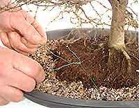 Bonsai Tree Repotting and Root Pruning