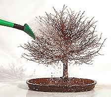 Bonsai Tree Repotting and Root Pruning