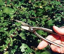 Bonsai Tree Pruning, Trimming and Pinching